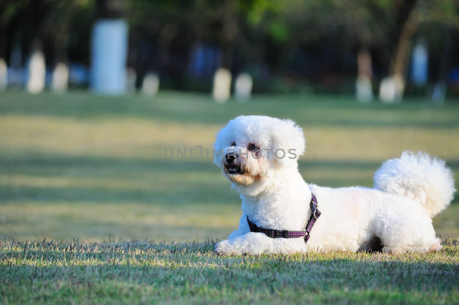 White poodle dog lying on the lawn