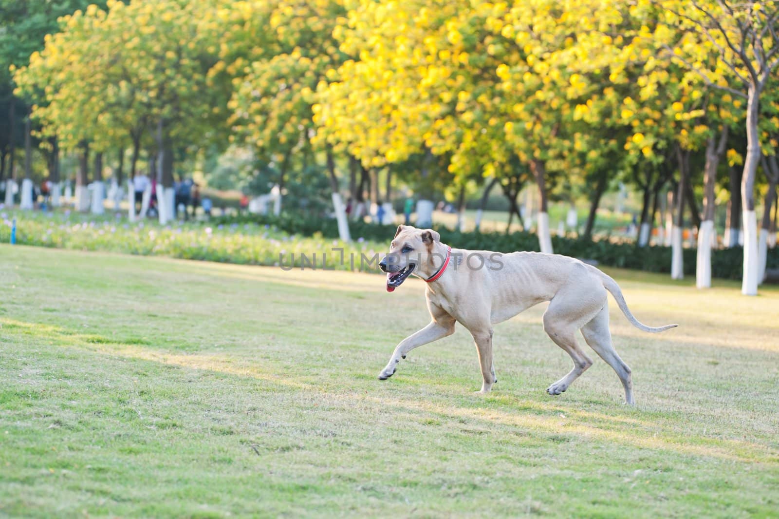A dog running on the lawn in the park