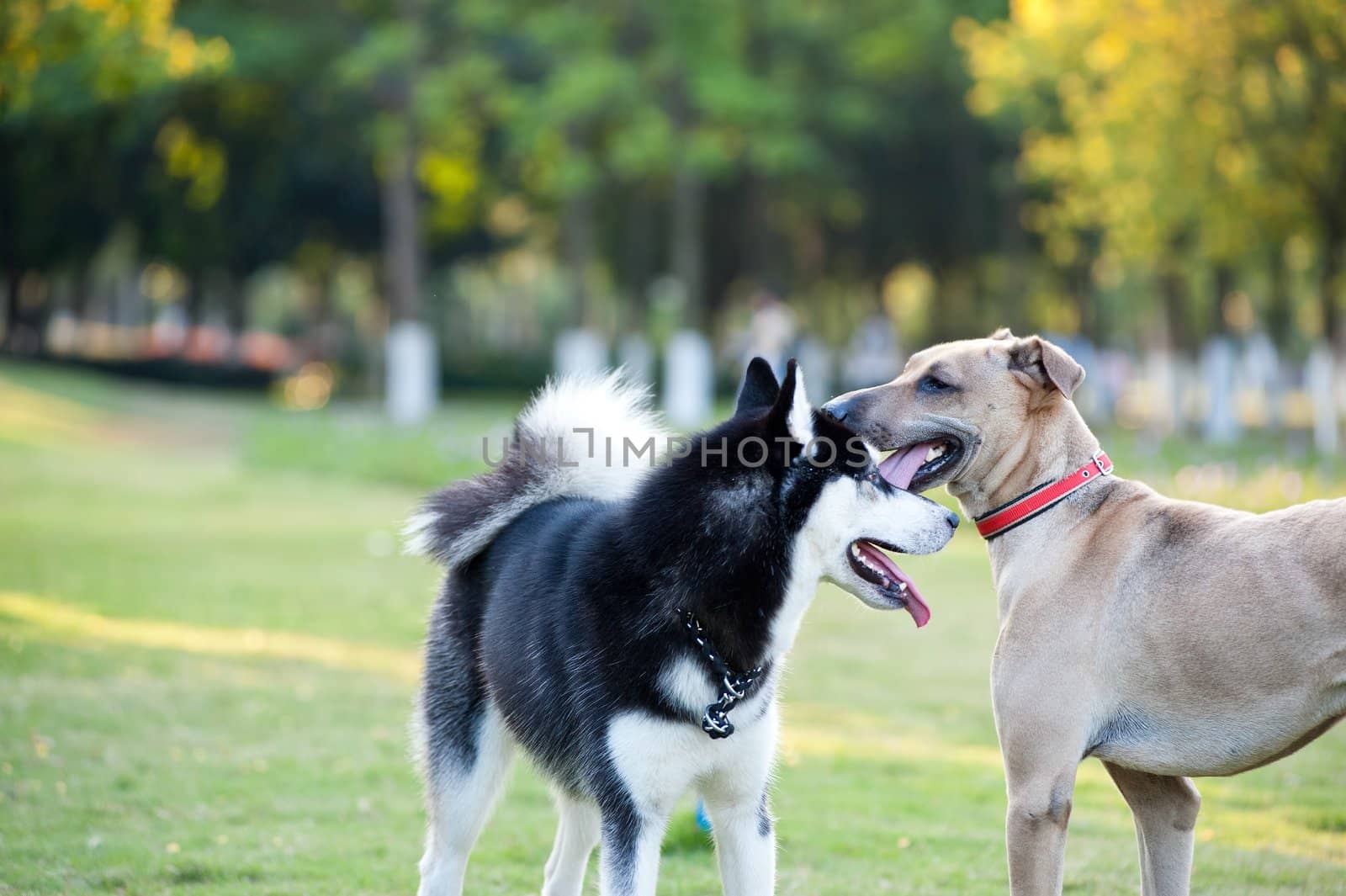 Two dogs staring at each other with curiosity