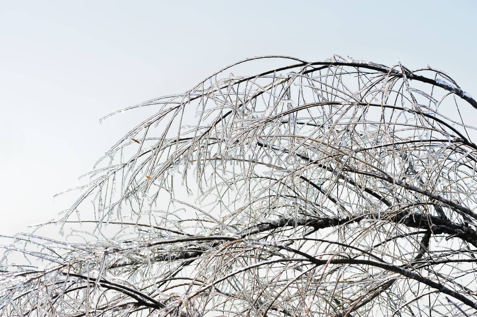 Icy tree branches by raywoo