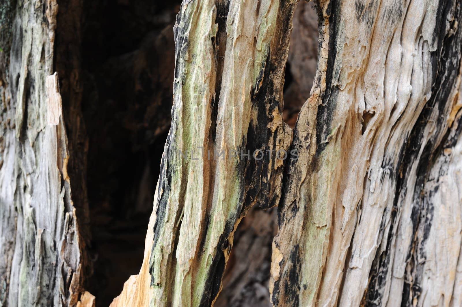 Detail texture view of  camphor tree bark