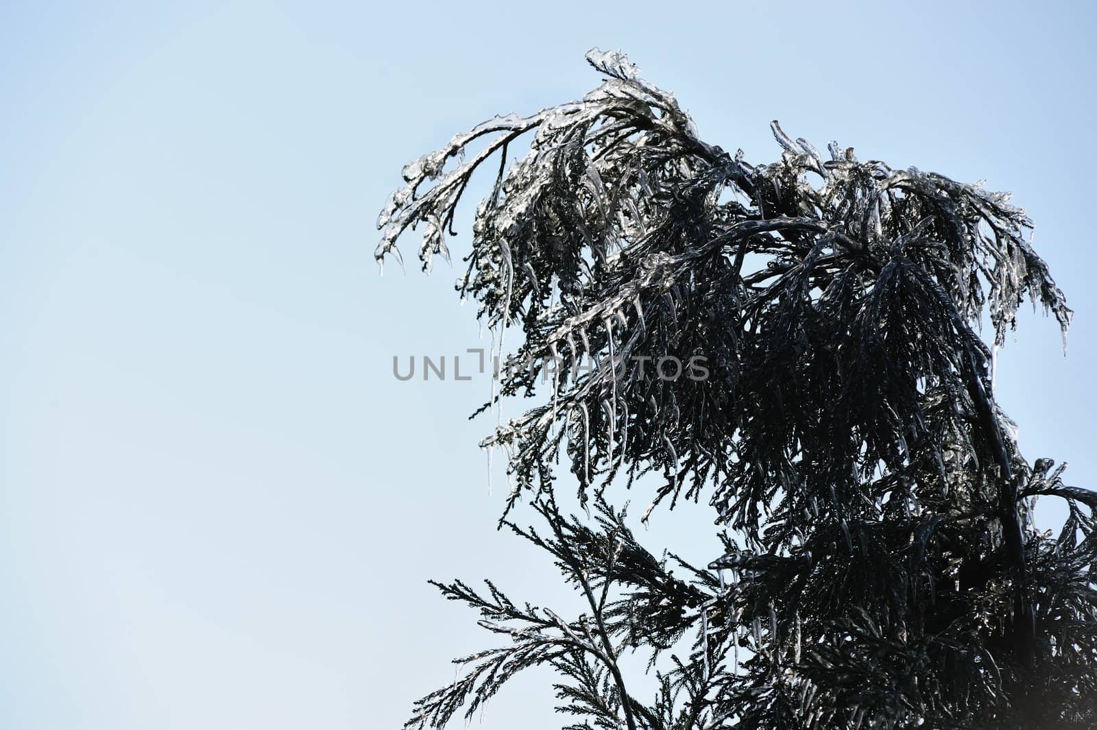 Icy pine tree branch by raywoo