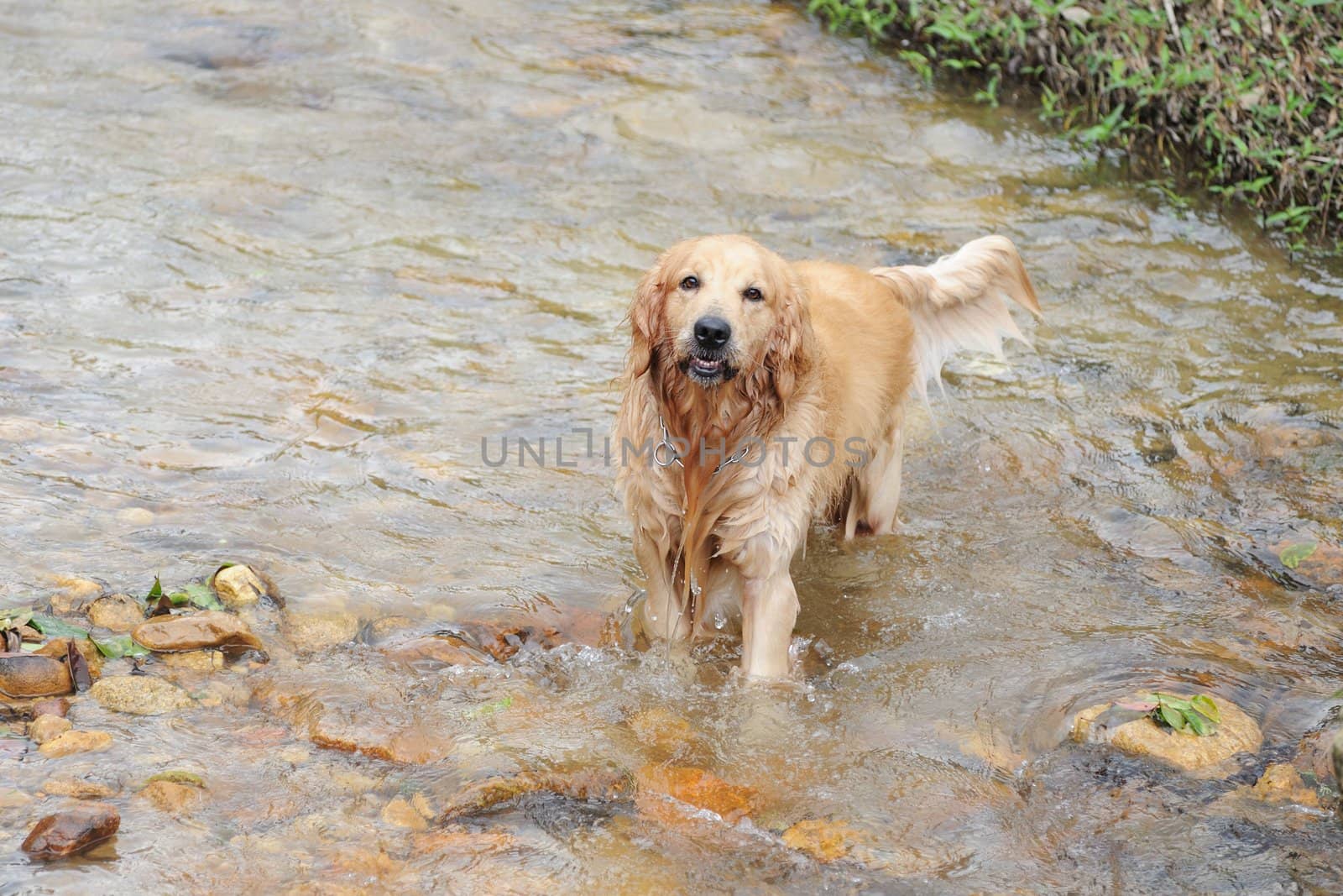 Golden retriever dog in stream by raywoo