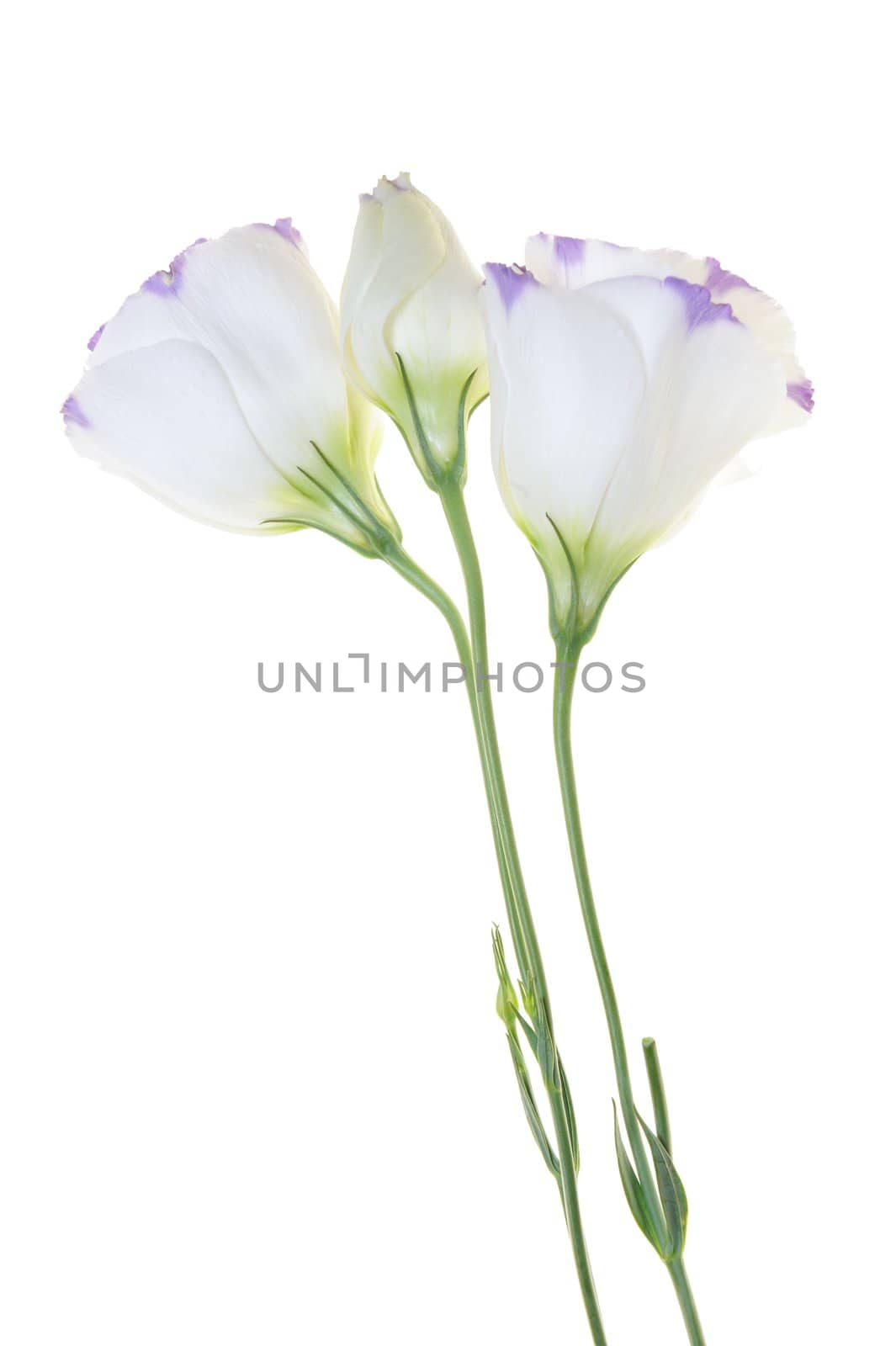 Group of balloon flowers isolated on white background