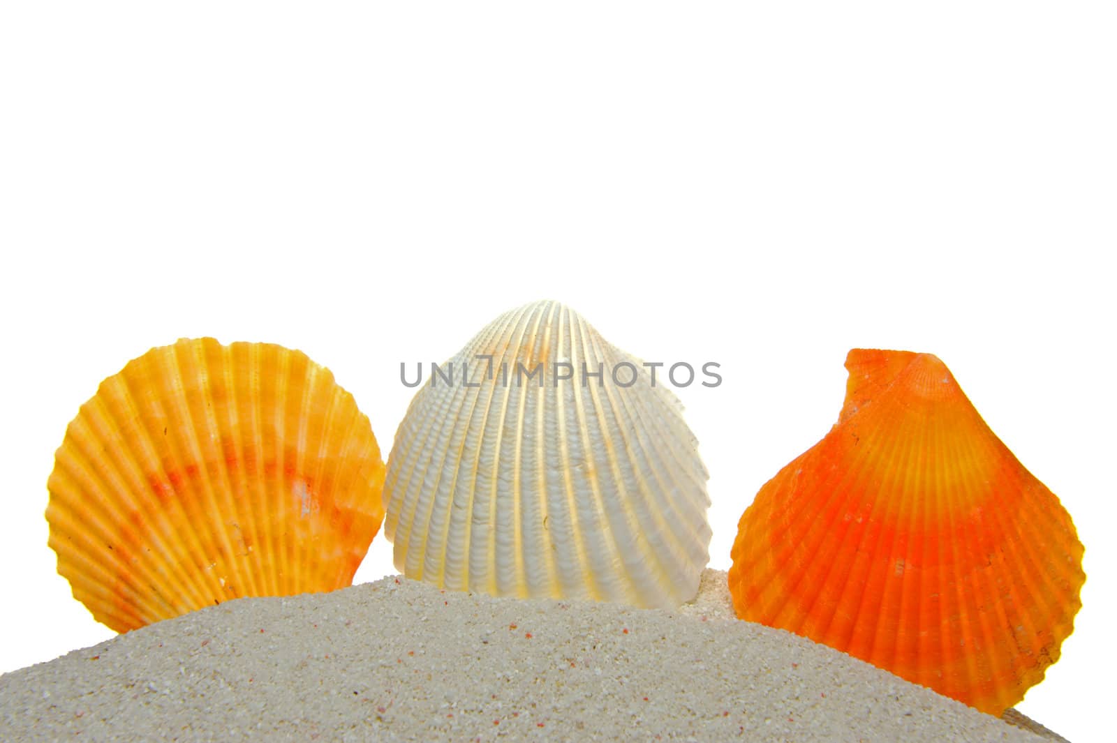 Seashells on sand by raywoo