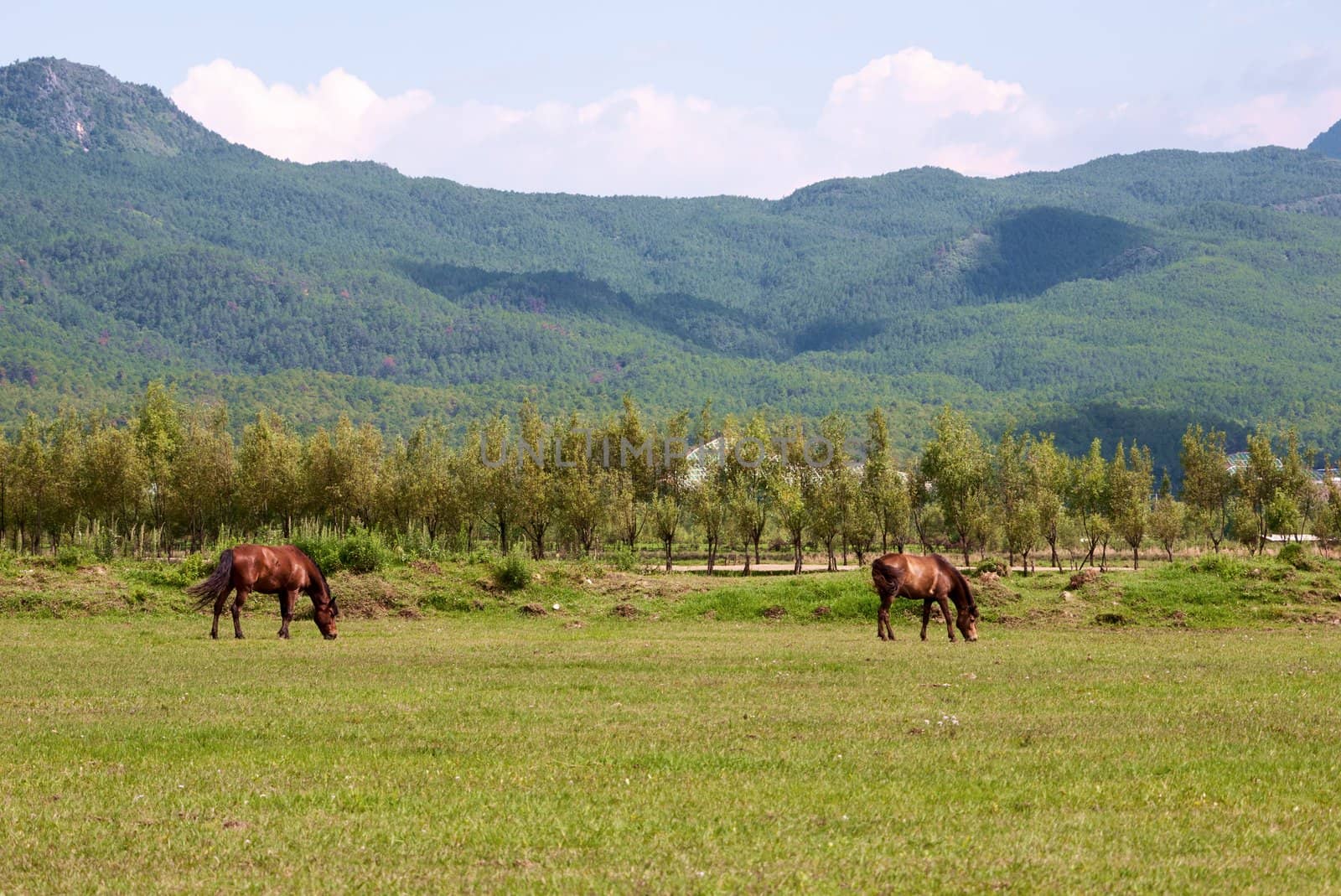 Two horses grazing on the meadow with mountain background in Lijiang, Yunnan province, China