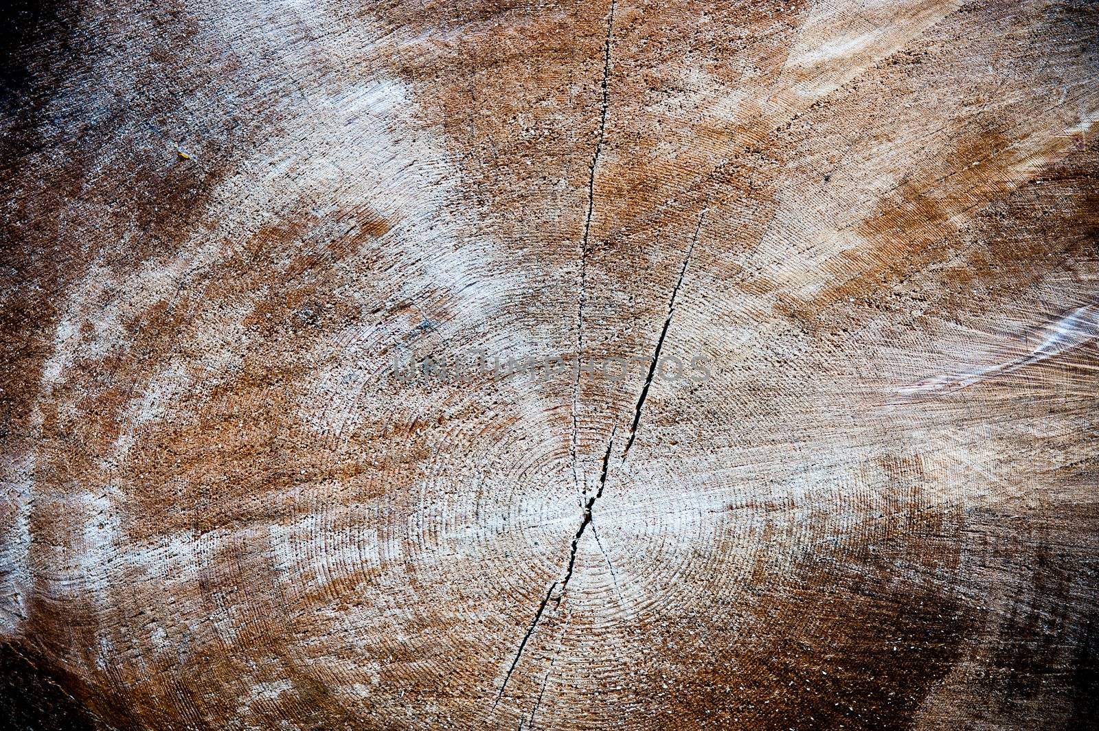 Close-up view of wood cross section background