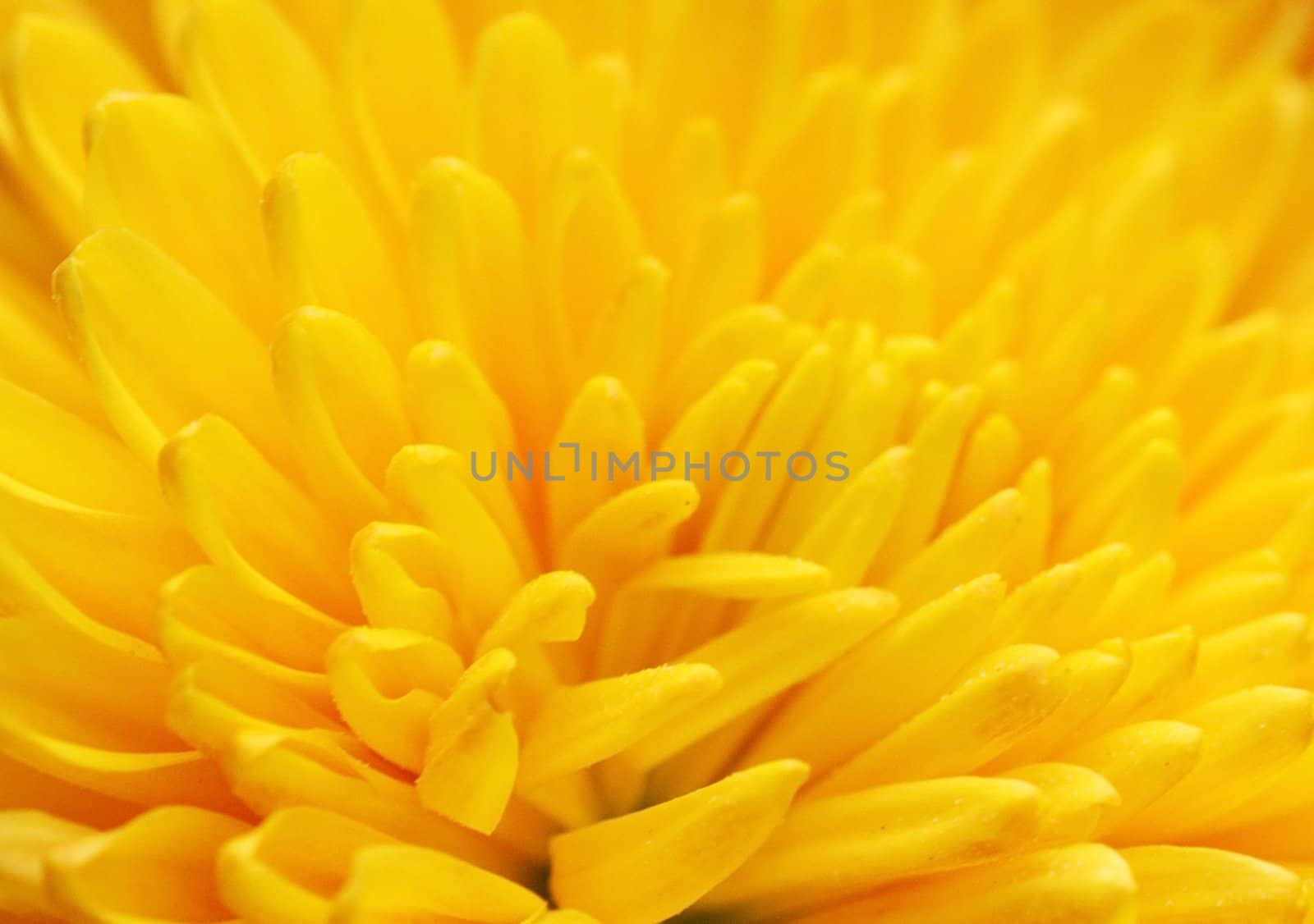 close up of yellow chrysanthemum