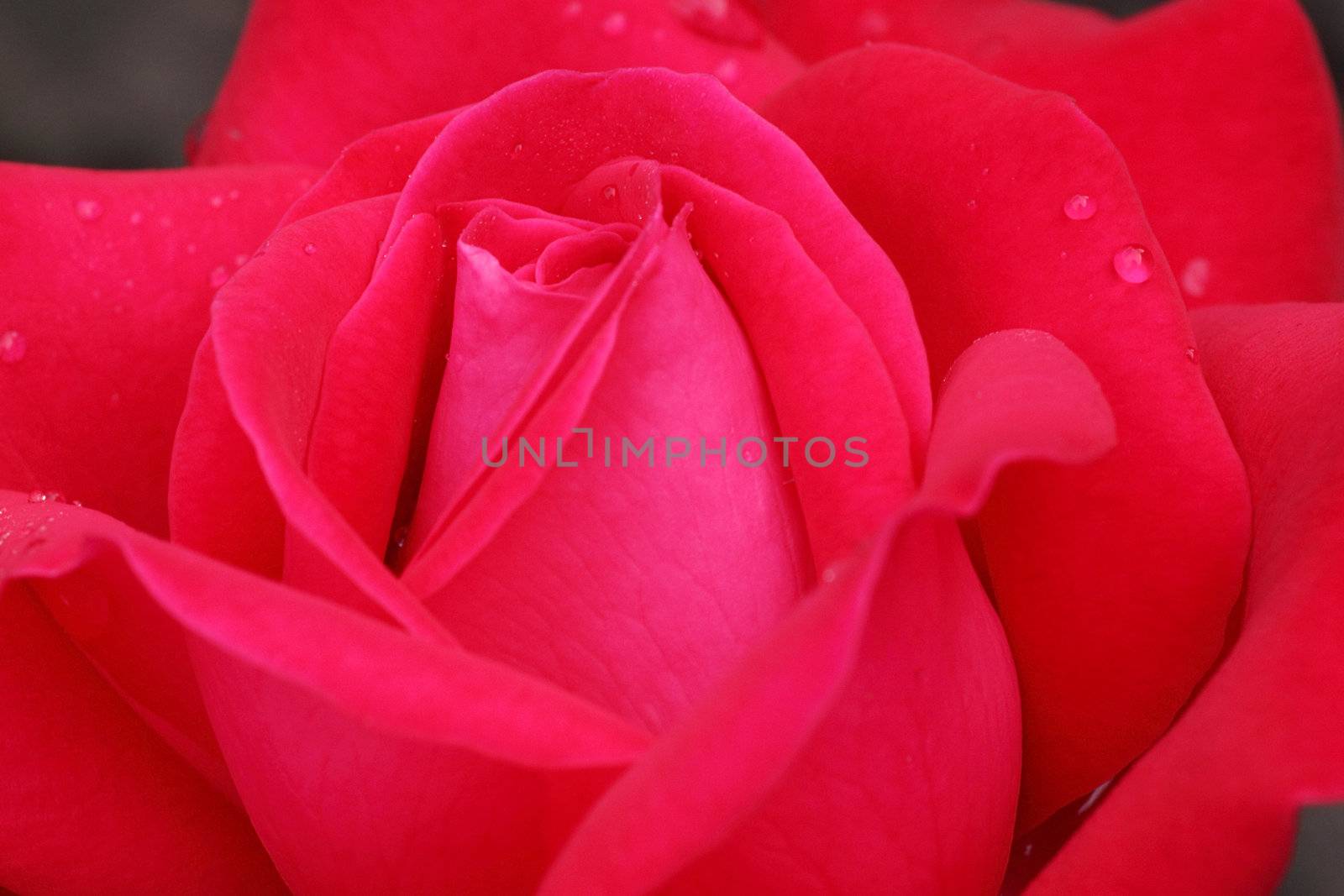 close up of red rose with dew drops