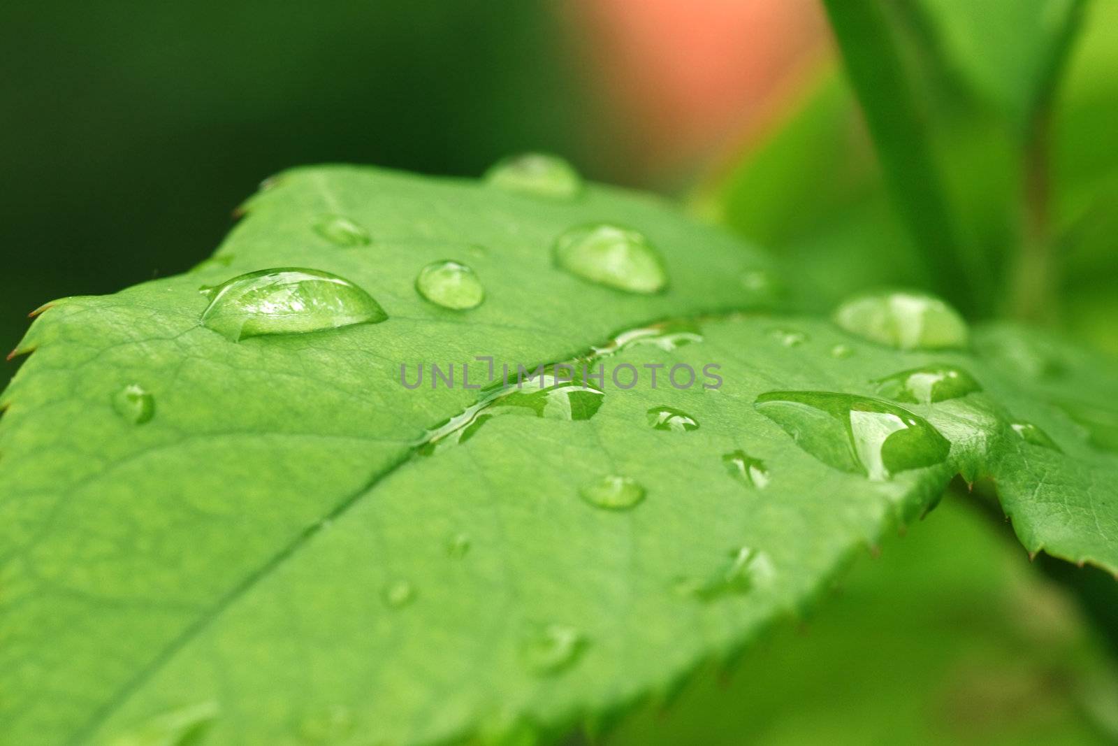 dew drops on green leaf by romantiche