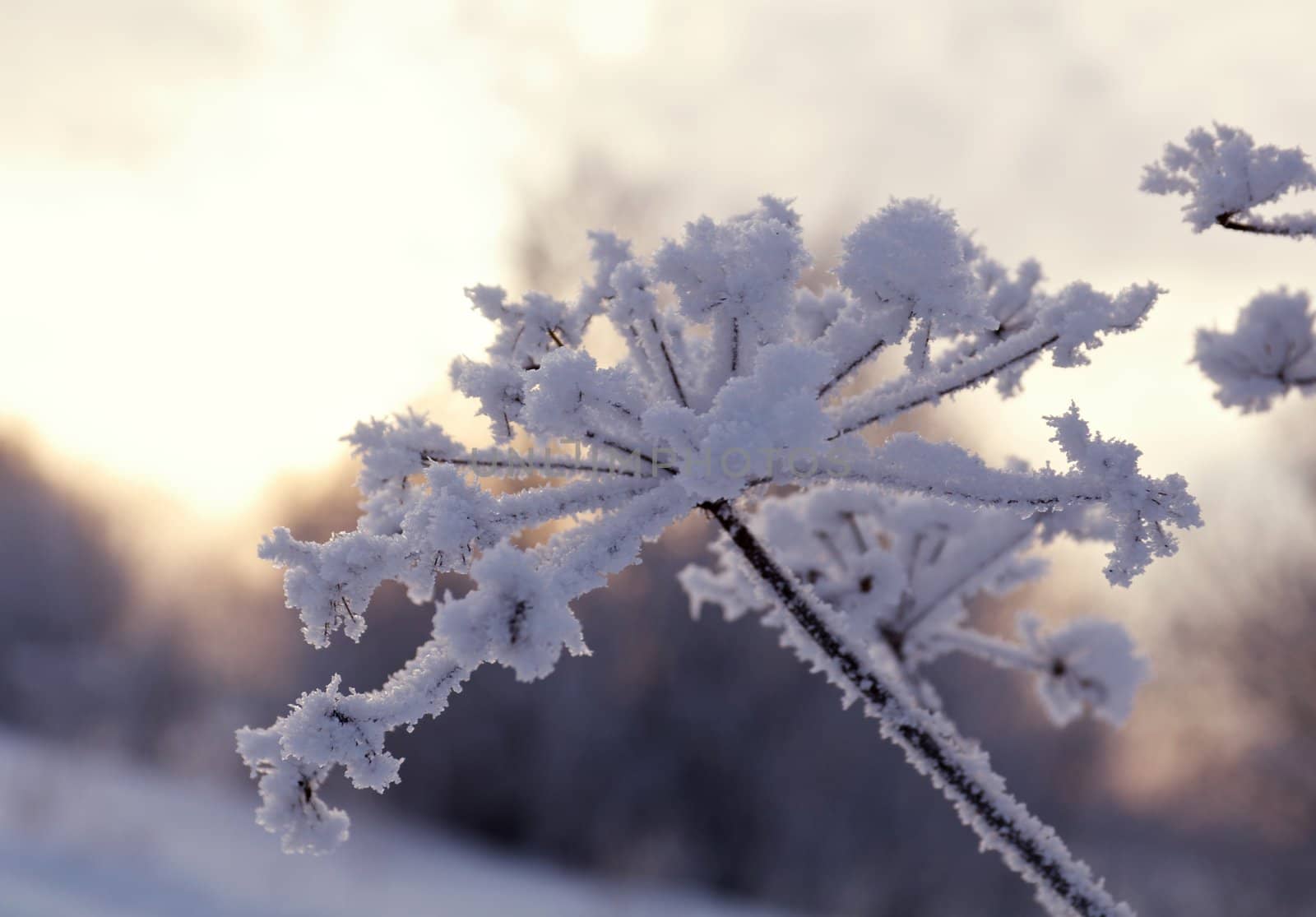 Winter landscape.Winter scene .Frozenned flower