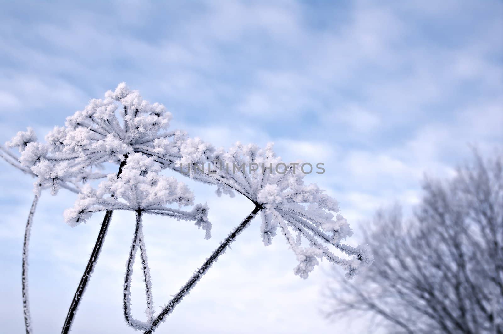 Winter landscape.Winter scene .Frozenned flower