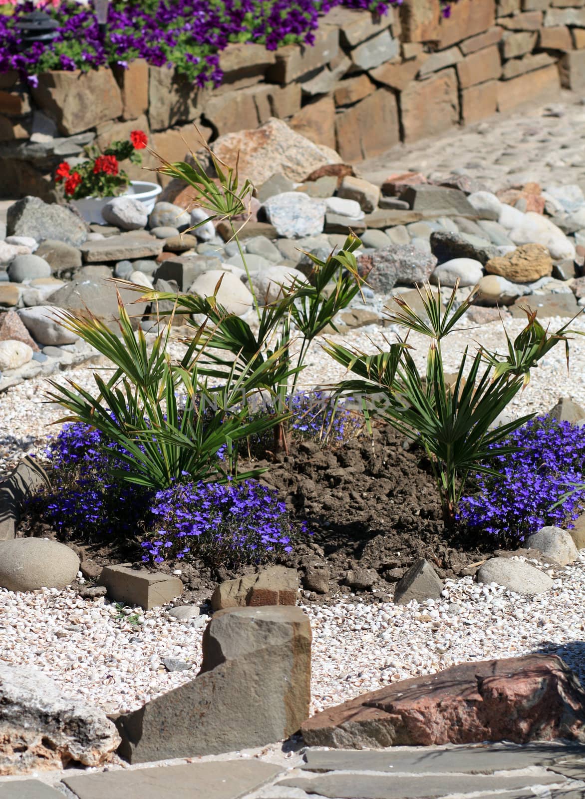 Yuko palms on a bed alpine garden of sand and stones