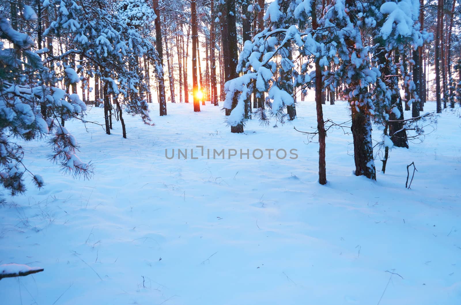 Sunrise.Frosty morning in a mysterious snow-white pine forest