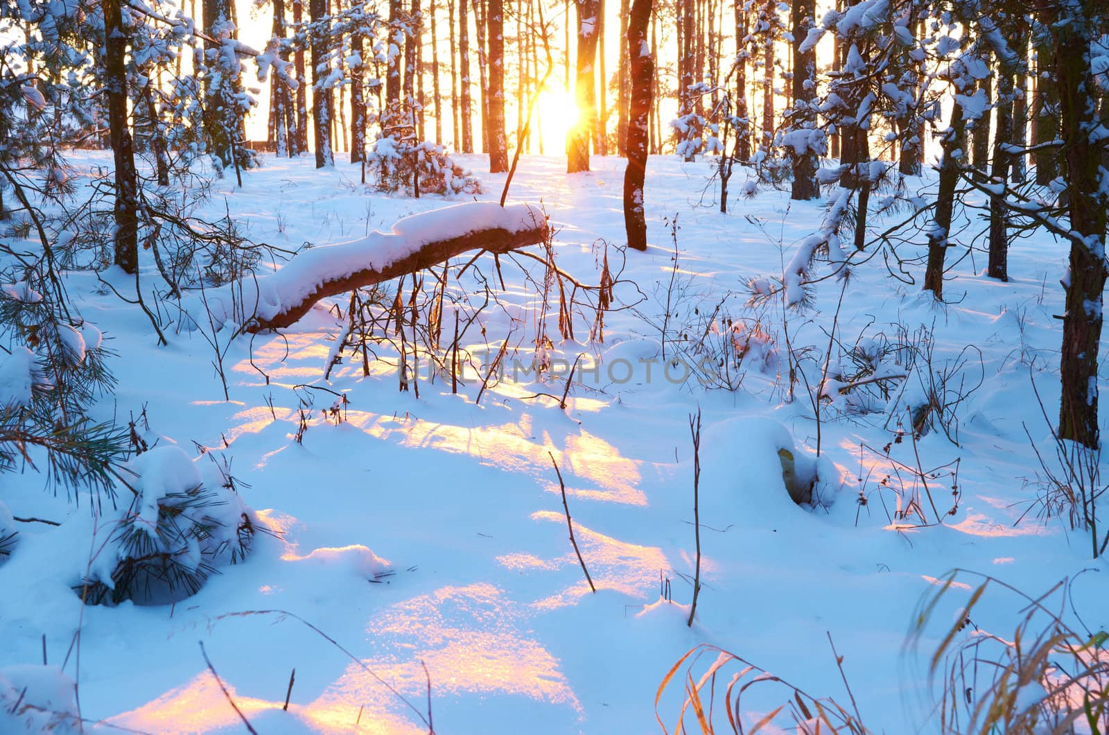 Sunrise.Frosty morning in a mysterious snow-white pine forest by subos