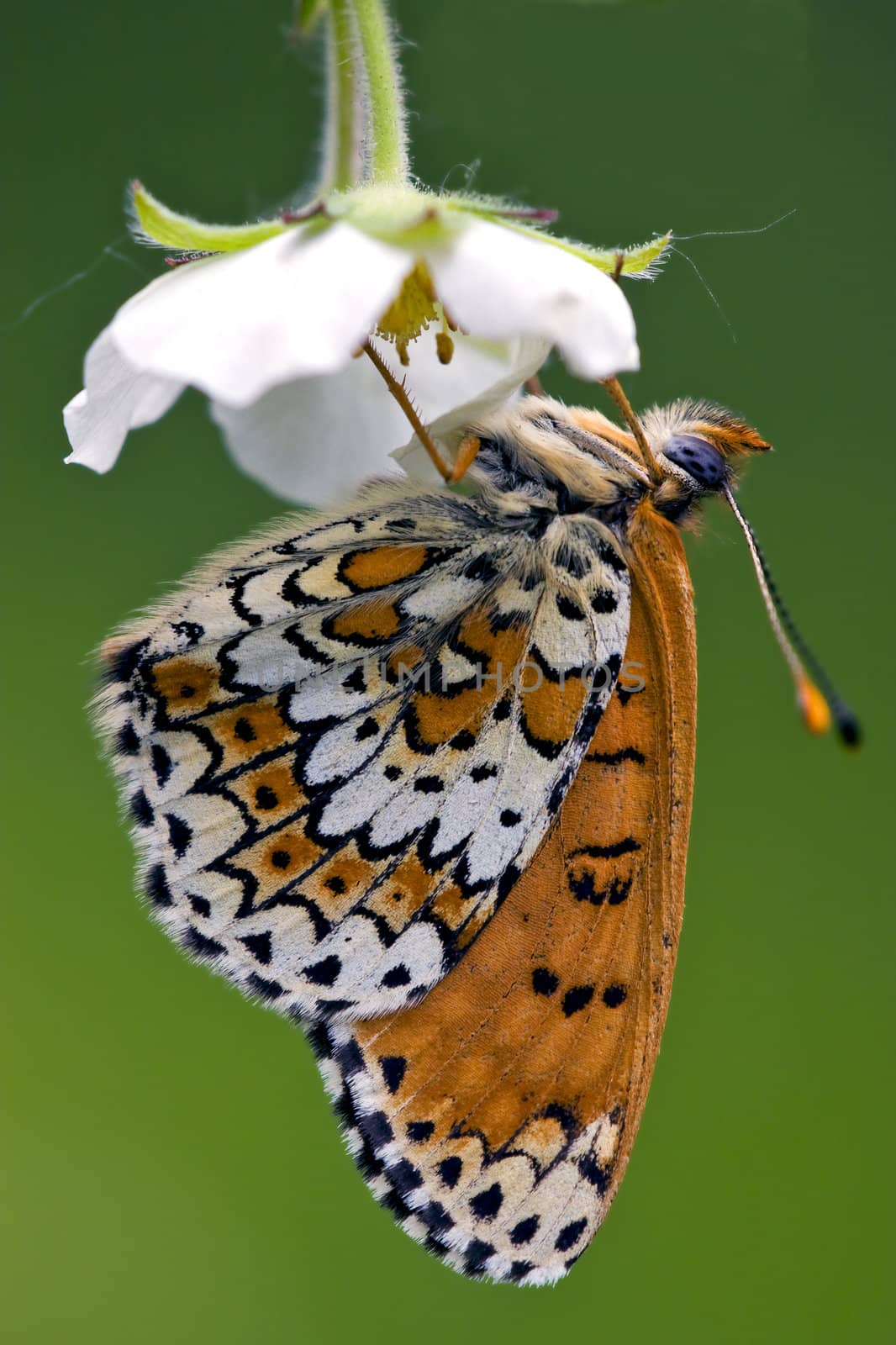 a brown butterly in a white flower up down