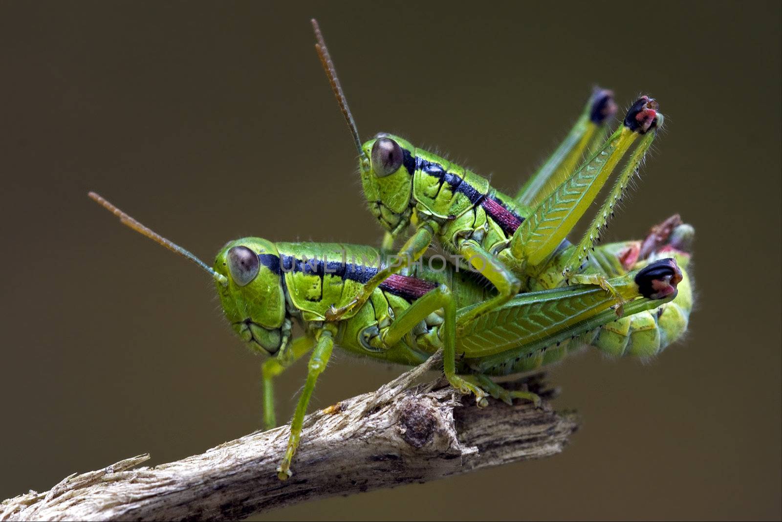 two grasshoper in love on a tree