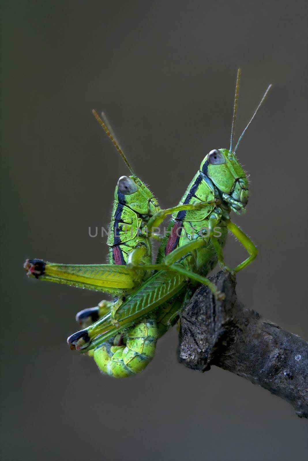 two grasshoper in love on a tree