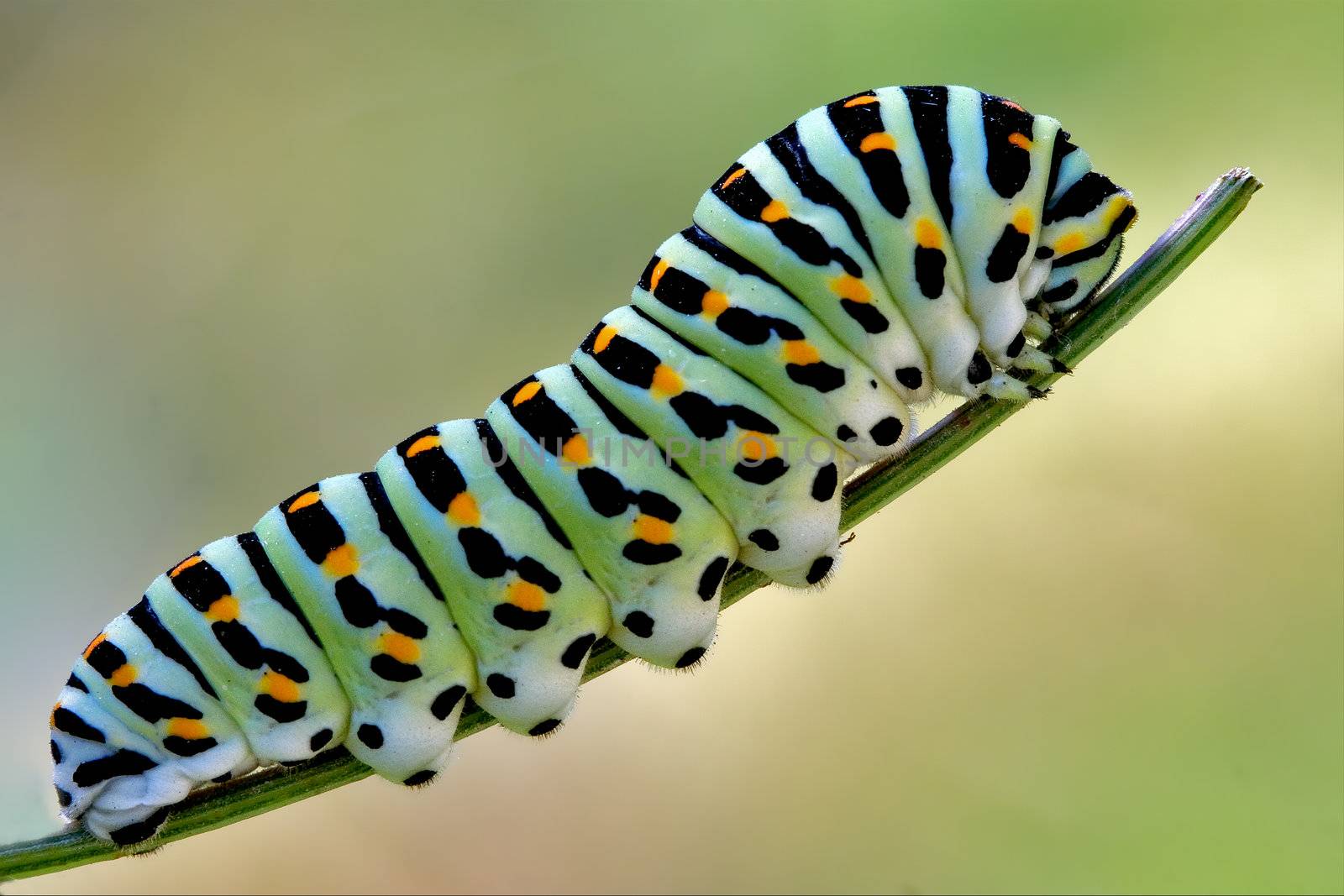 a Papilionidae in a green tree of wild fennel