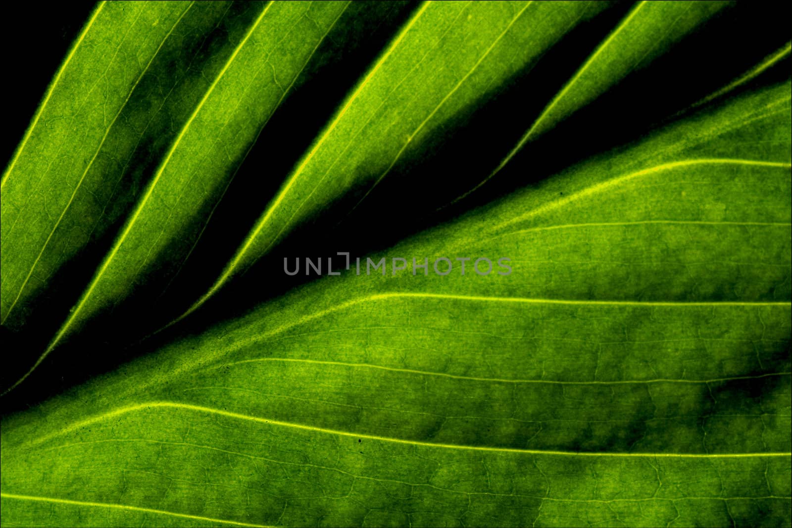 a part of a green leaf and thetexture