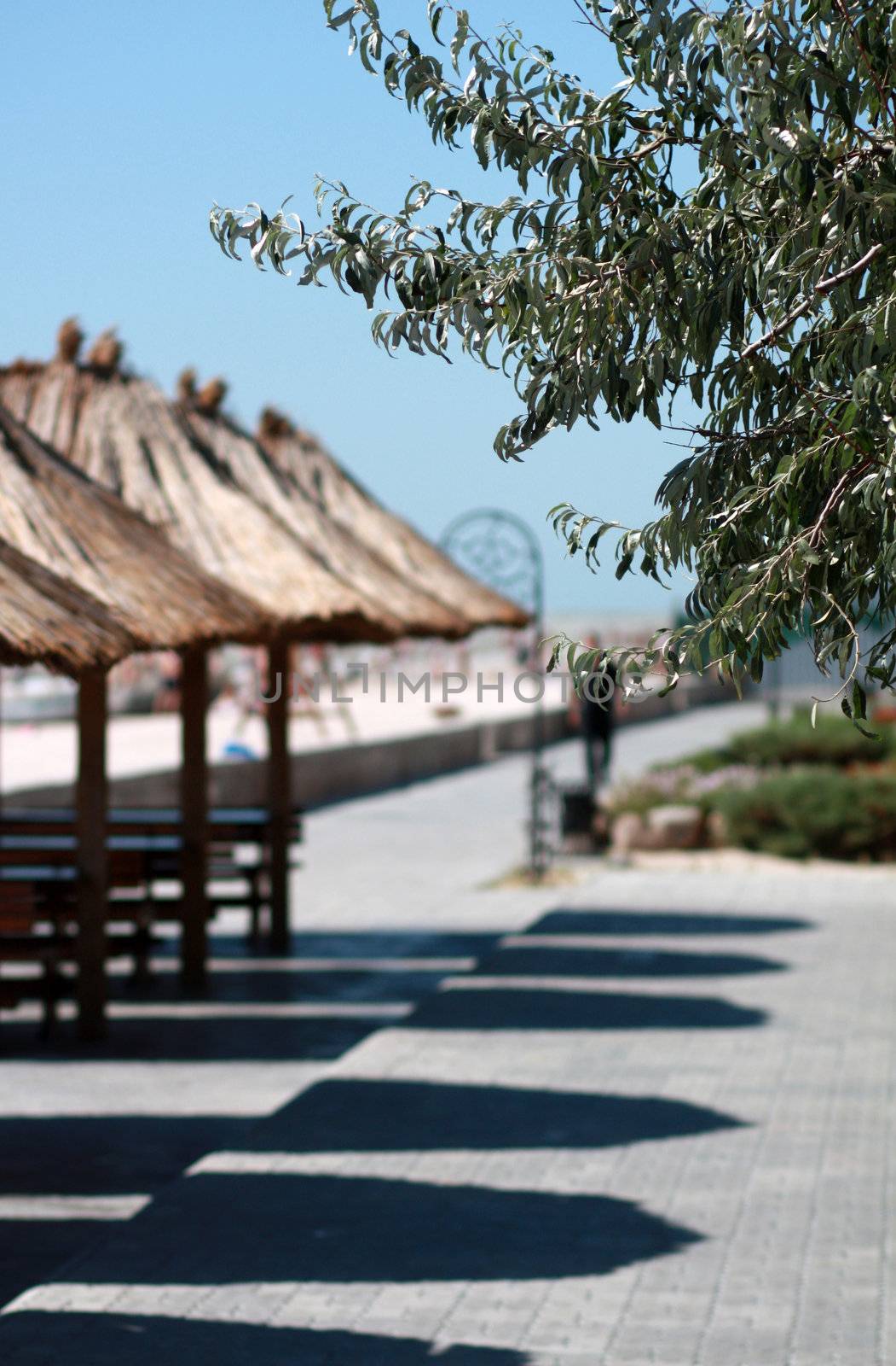 Sea buckthorn branch against a summer seaside promenade in sun day