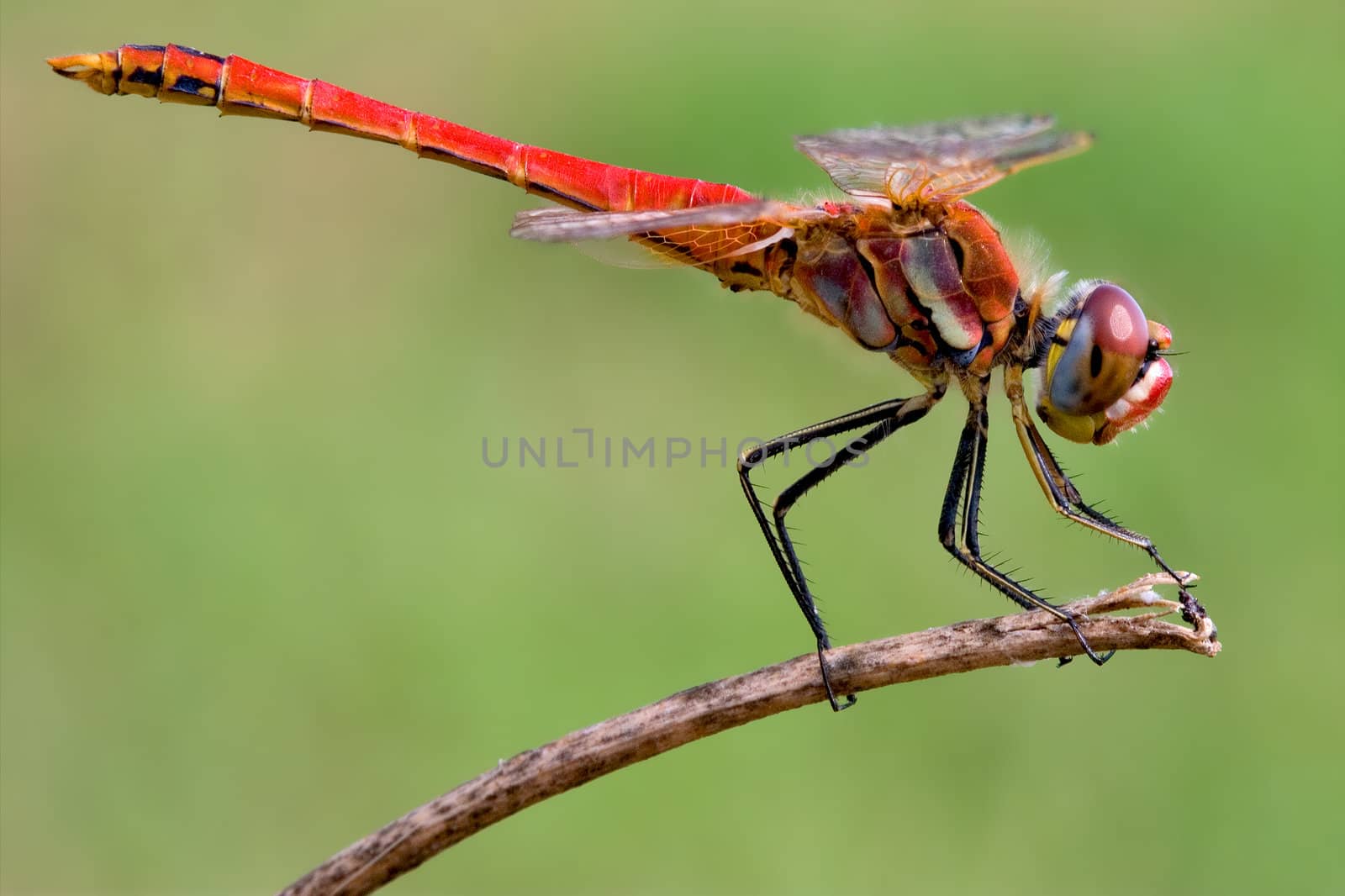 Sympetrum Fonscolombii