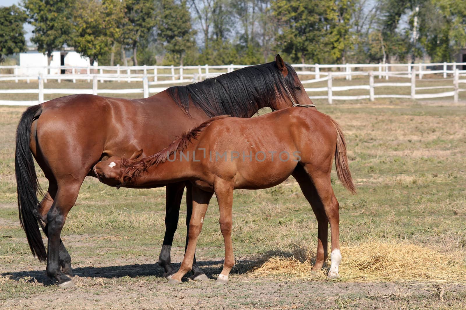 foal feeding with milk ranch scene