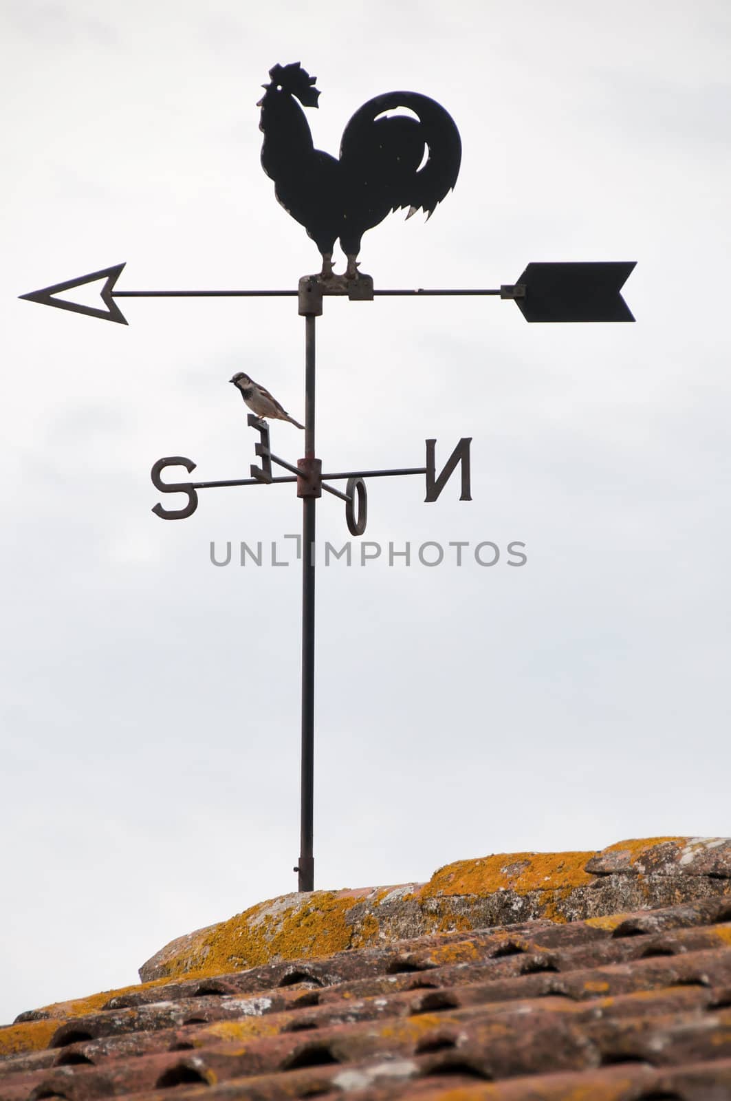 Wind cock weather vane direction with bird