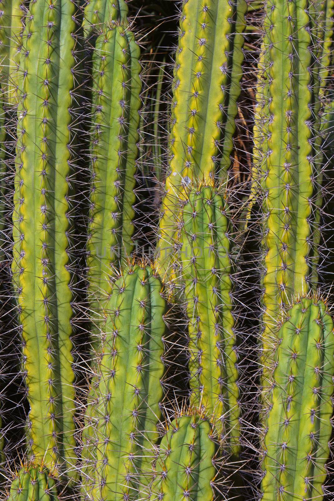 Tall Vertical Cacti in Late Afternoon at Arizona Cactus Garden at Stanford University