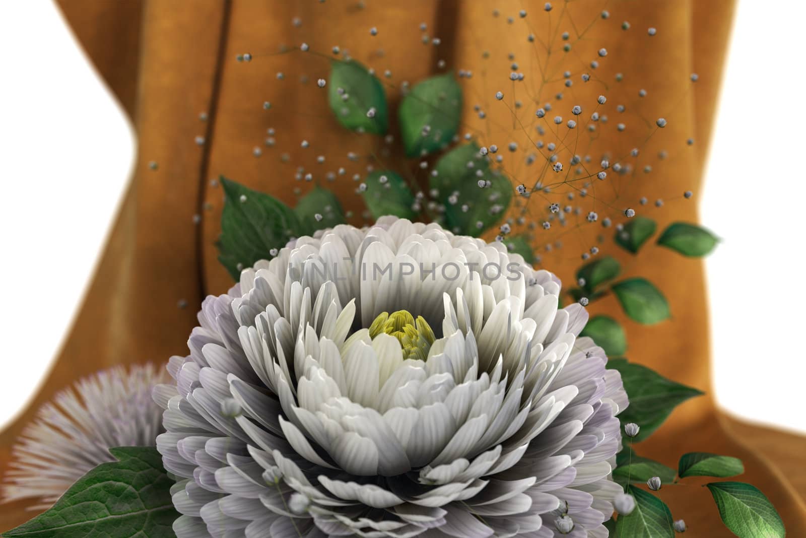 isolate on white holiday and wedding background with chrysanthemum by denisgo