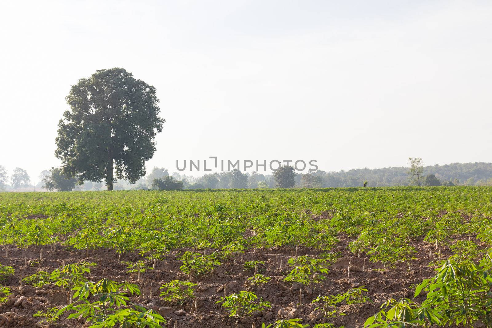 Green of cassava or manioc field in Thailand.