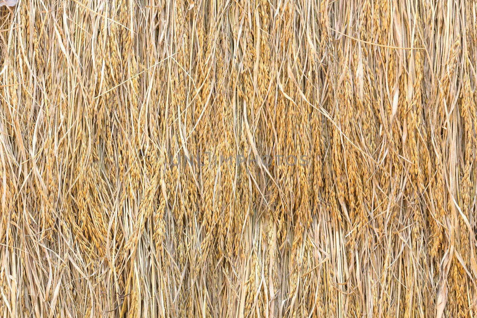 Dry paddy rice seeds mass product from Thailand