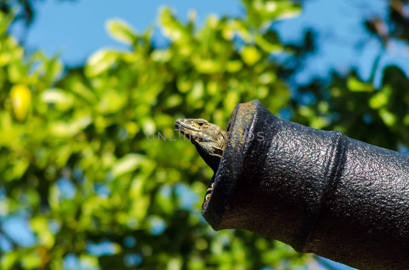 A large lizard inside a cannon in San Andres y Providencia, Colombia