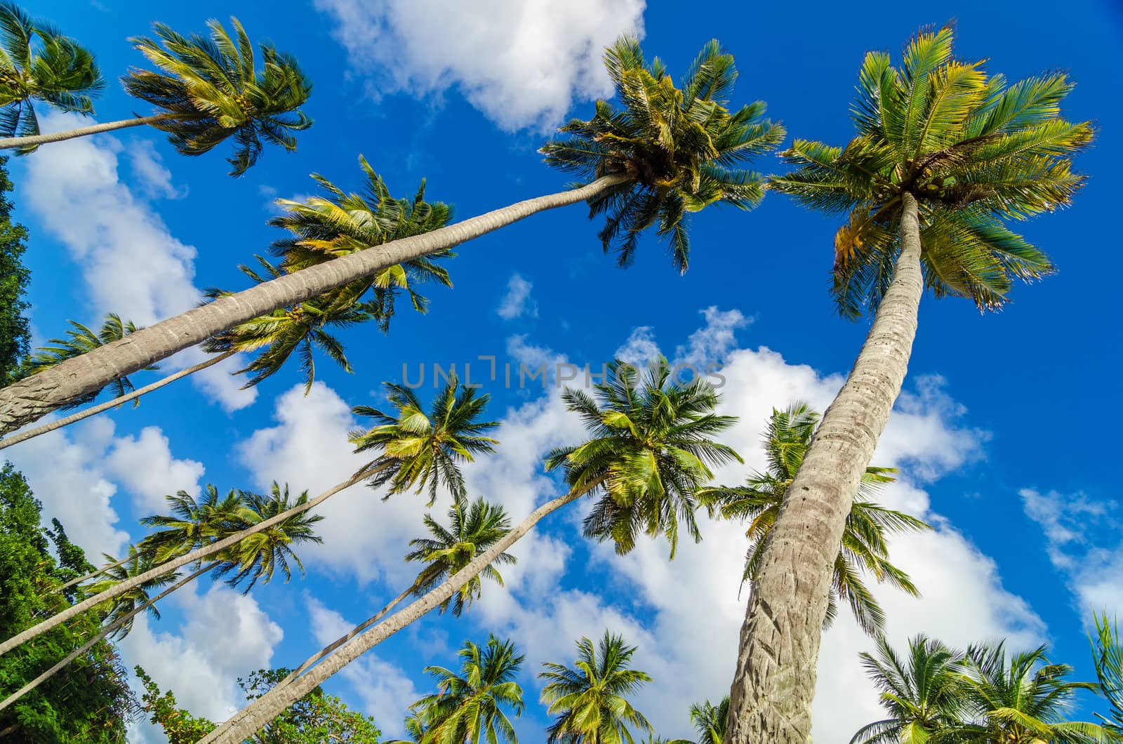 Looking up at palm trees and beautiful blue sky