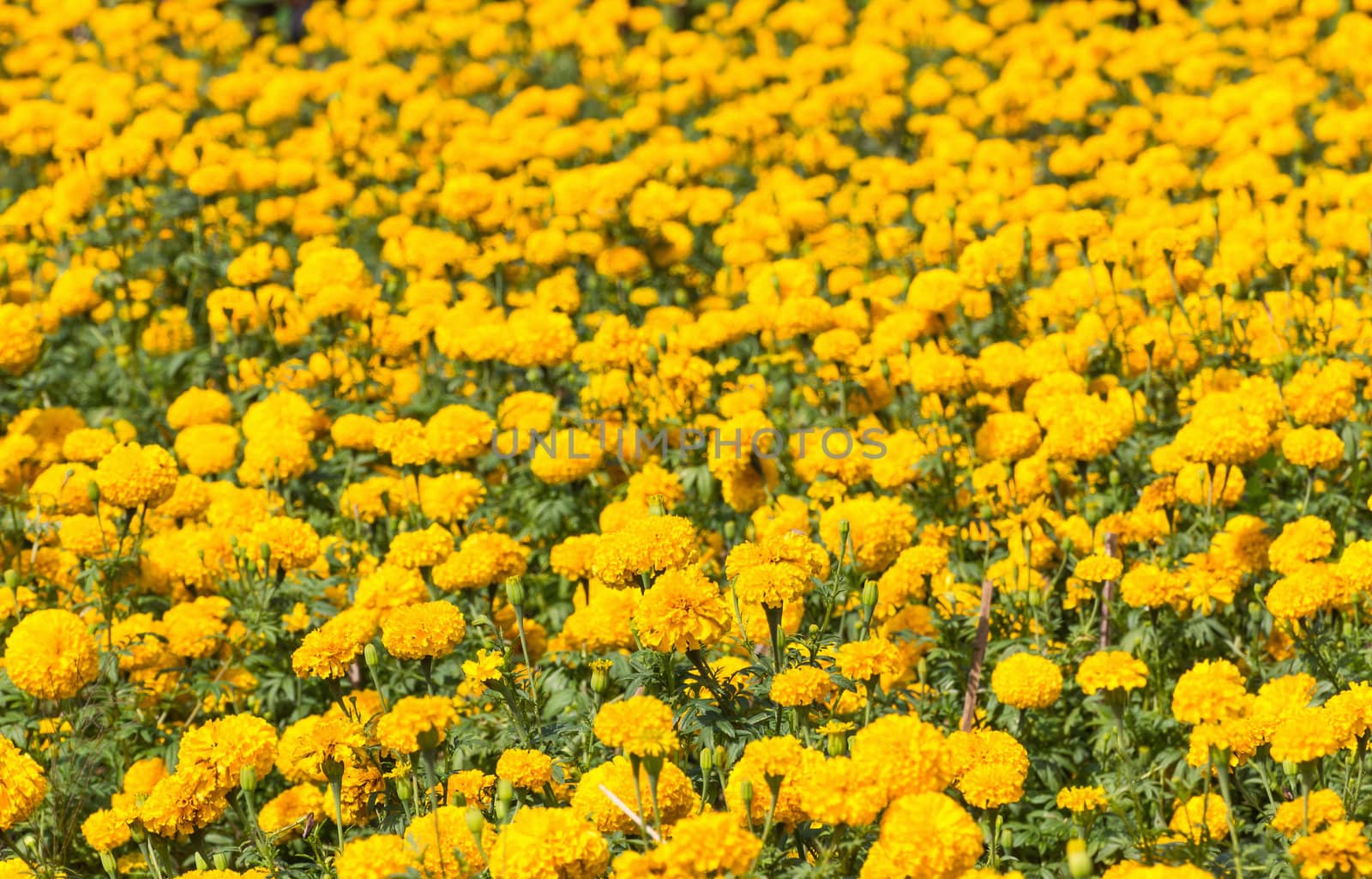 Field of Marigold or Calendula blooming in summer meadow.