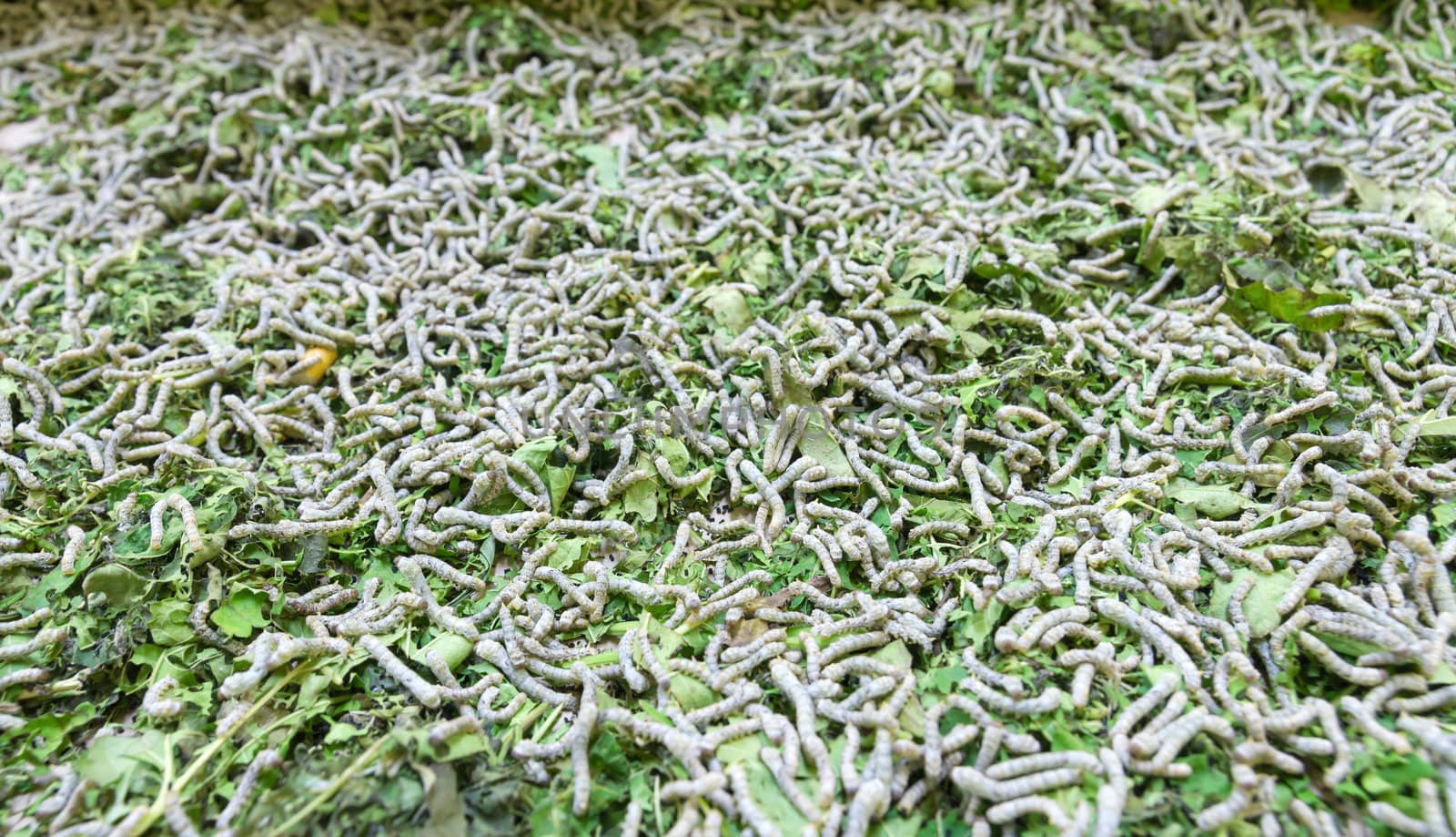 Close up Silkworm eating mulberry green leaf