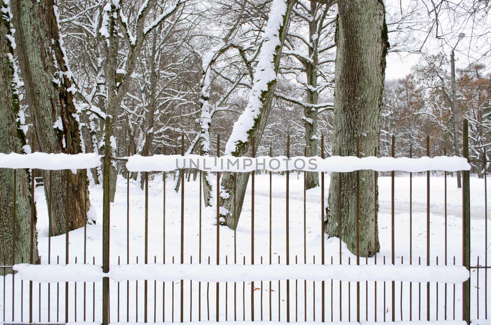 retro rusty metal fence covered with snow in park and old tree trunks in winter.