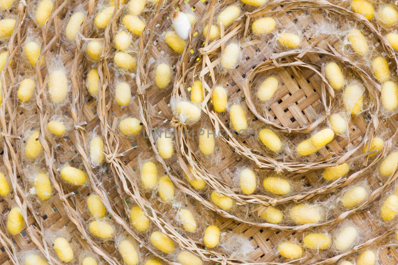 Group of silkworm cocoons nests.Bombycidae is a family of moths