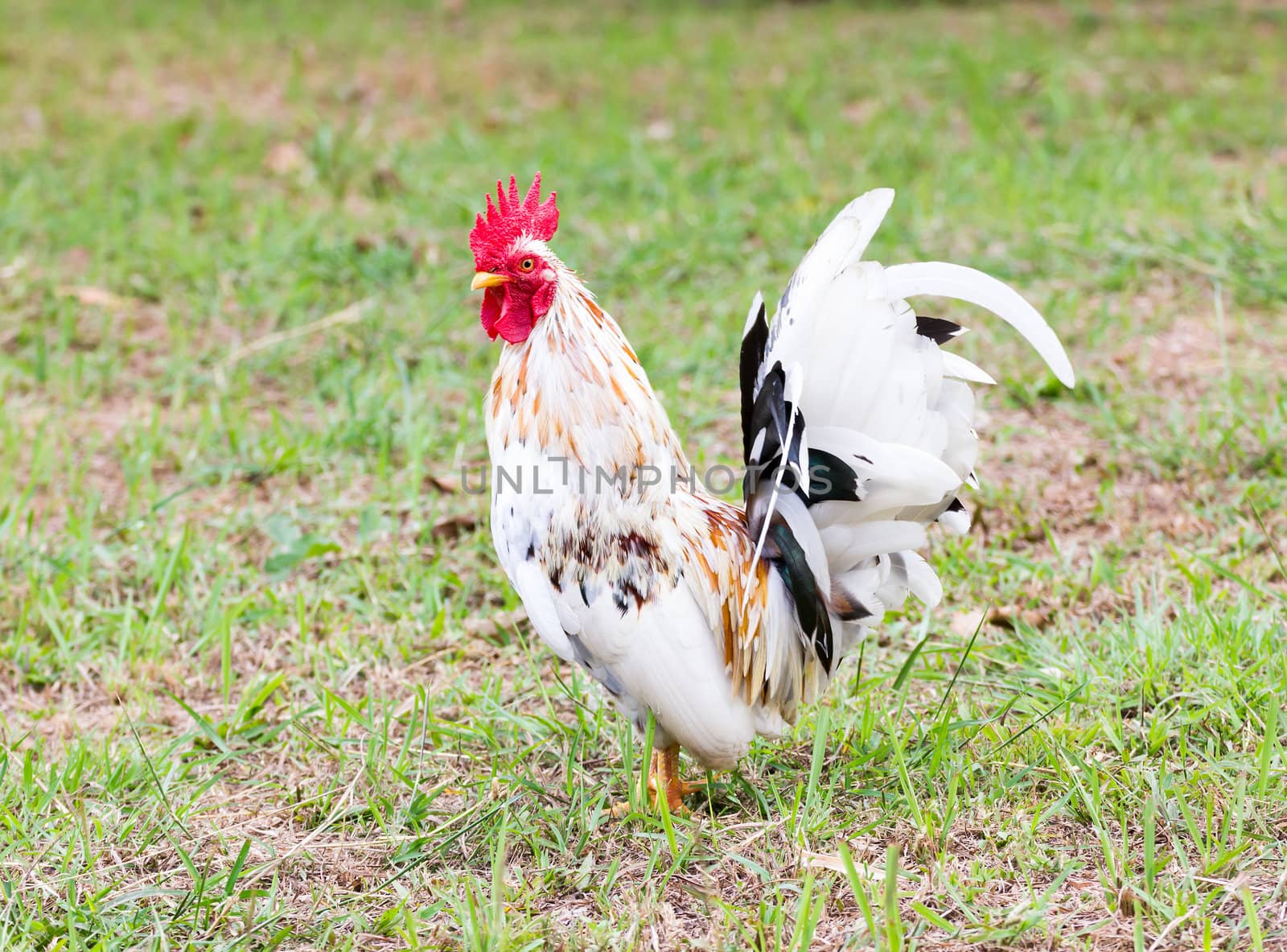 White Bantam  on grass in Countryside from thailand