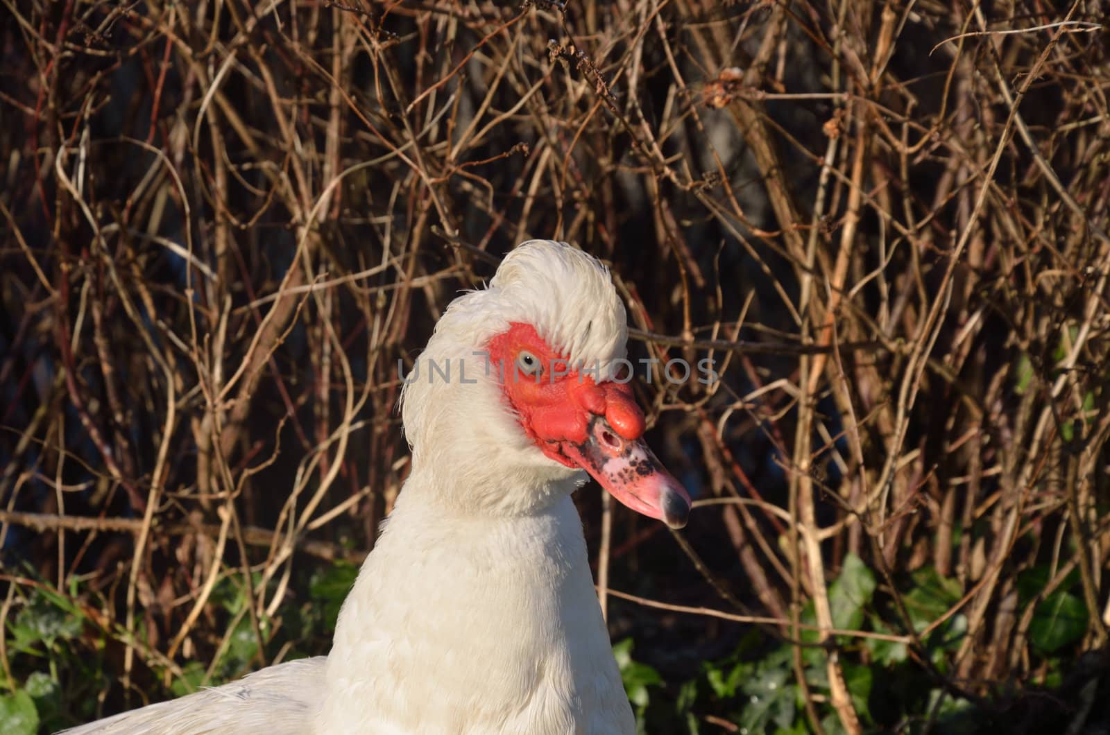 Head of Muscovy Duck