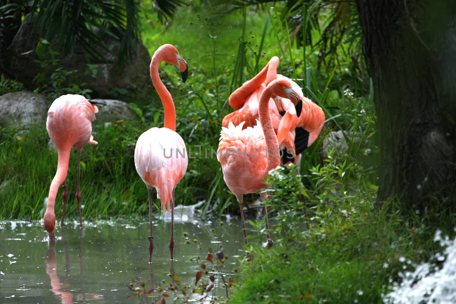 American Flamingo male displaying in front of females in water