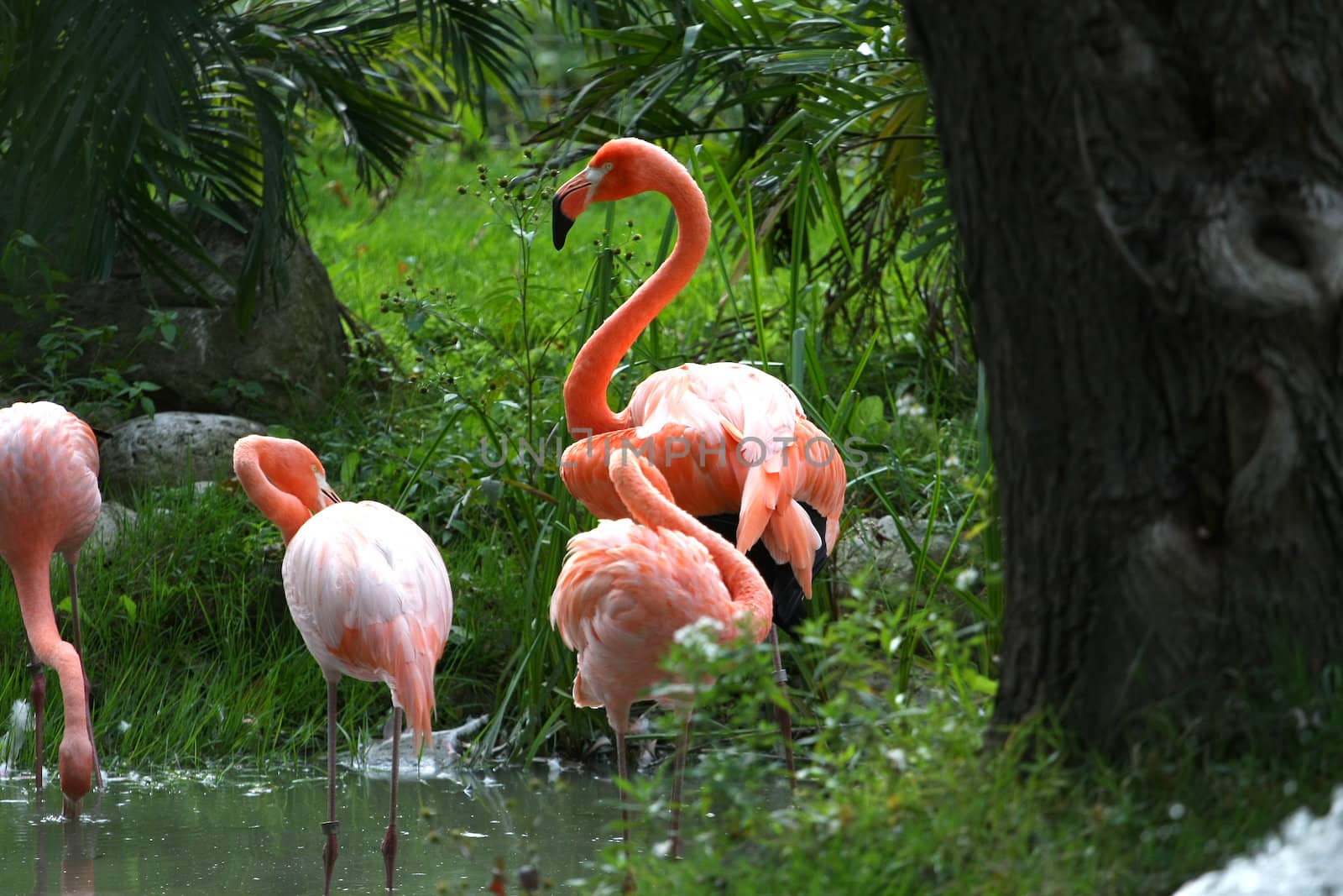 American Flamingo male displaying in front of females in water