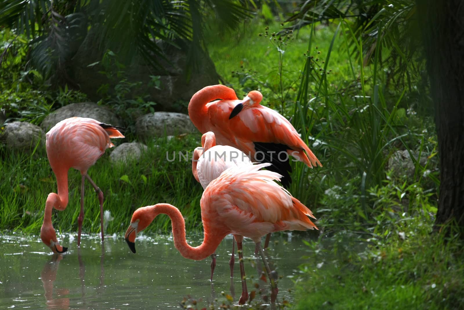 American Flamingo male displaying in front of females in water