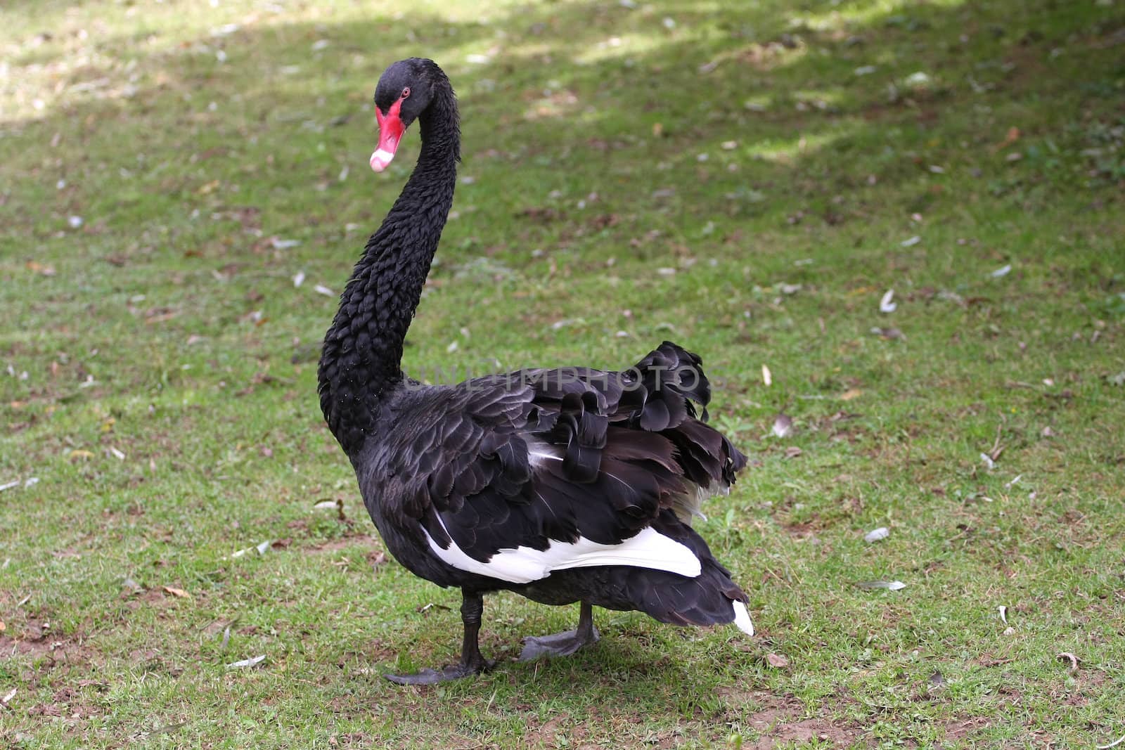 Black Swan in warning stance with young close by