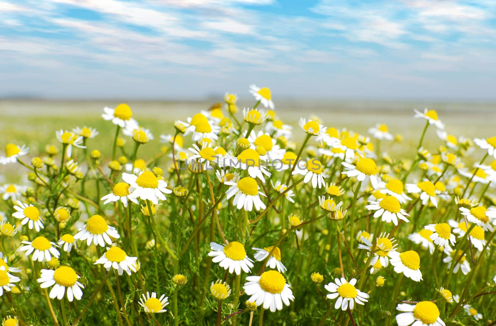 Flower spring scene with chamomile field