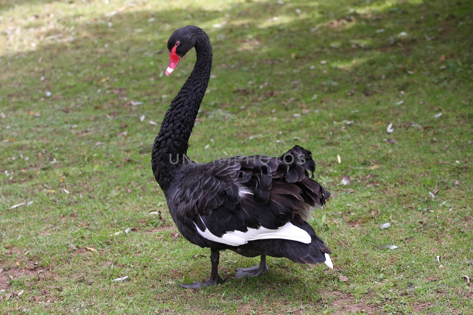 Black Swan in warning stance with young close by