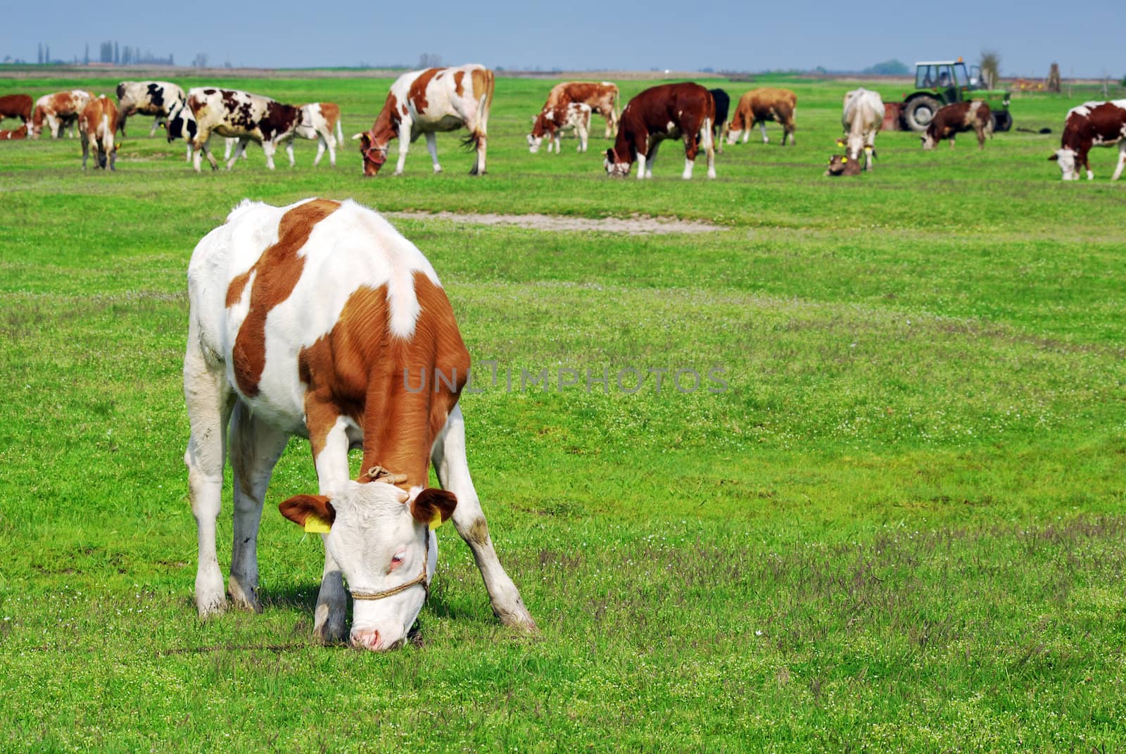 Cow pasture grass in the pasture