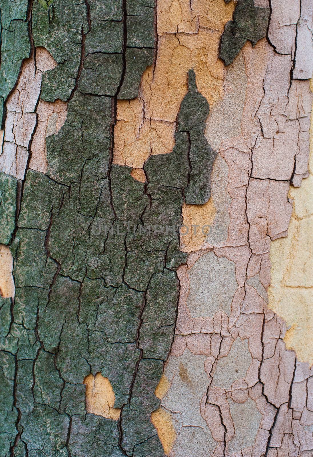 The bark of a sycamore tree by nvelichko