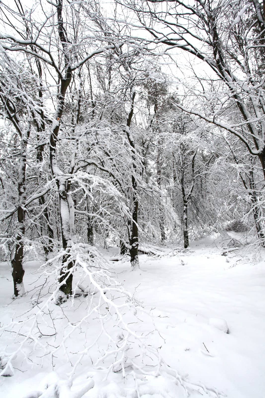 snow covered barren trees in winter UK