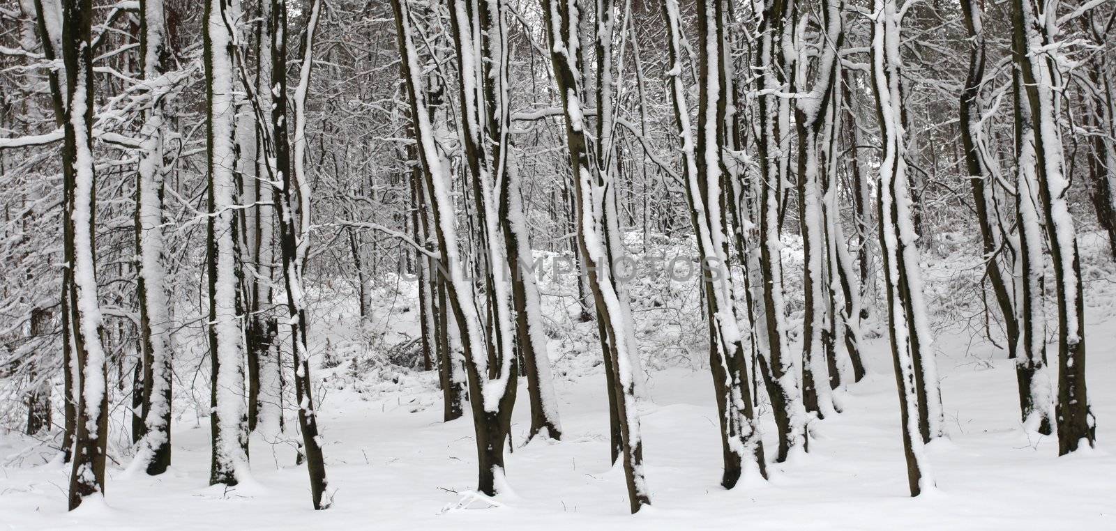 snow covered barren trees in winter UK